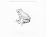 Study: Frog